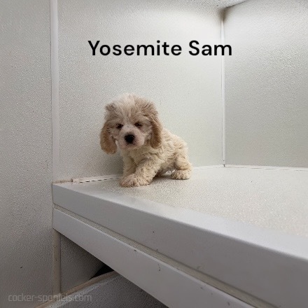 puppy, for, sale, Cocker Spaniel, Joe & Cherri  Overlease, dog, breeder, Miller, MO, dog-breeder, puppy-for-sale, forsale, nearby, find, puppyfind, locator, puppylocator, aca